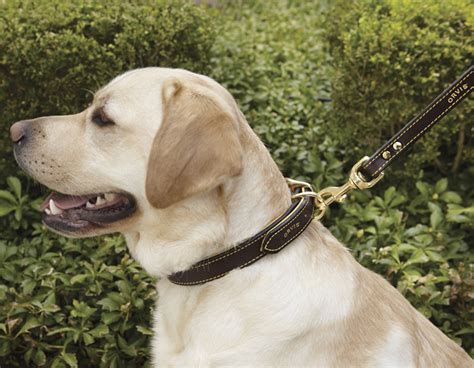 The Dog Daddy Magnic Leash: A Tool for Positive Reinforcement Training